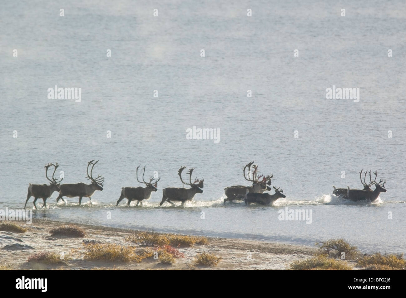 Karge Boden Caribou, Rangifer Tarandus Groenlandicus. In der Nähe von Whitefish Lake, NWT, Kanada Stockfoto