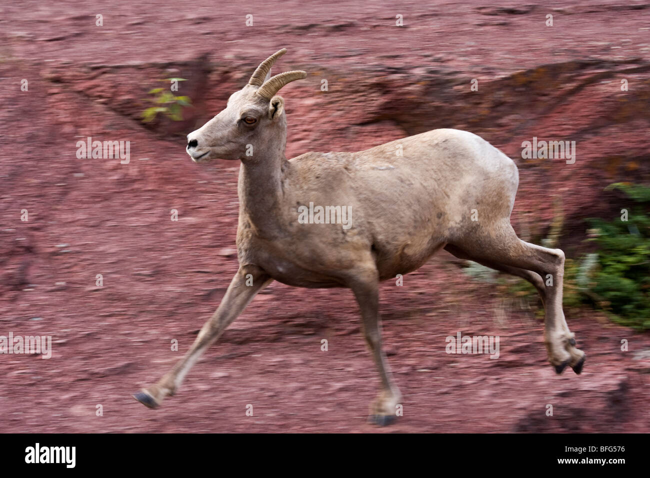 Dickhornschaf (Ovis Canadensis), Ewe im Red Rock Canyon, Waterton Lakes National Park, Alberta laufen. Stockfoto