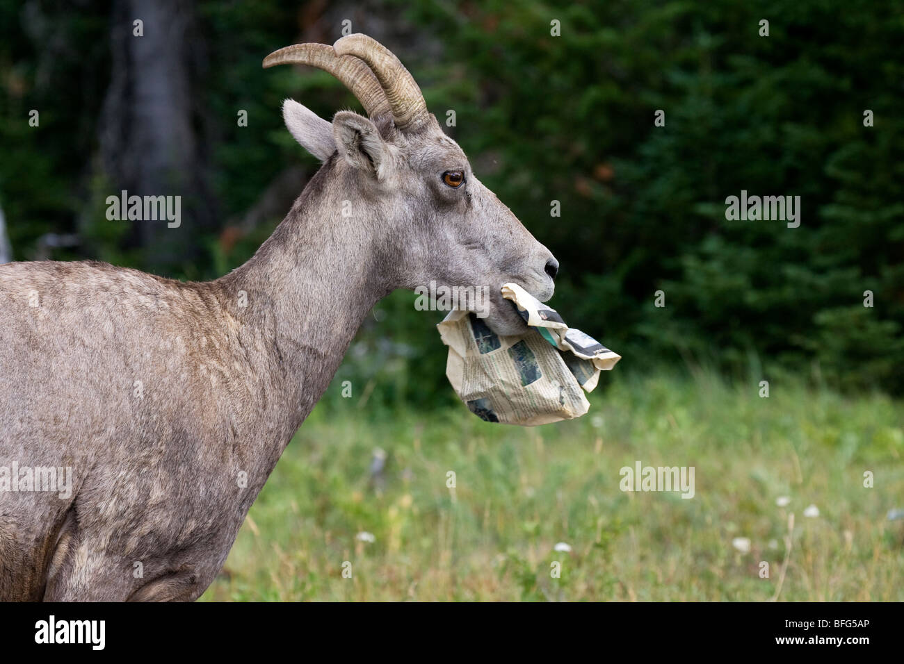 Bighorn Schafe (Ovis Canadensis) Ewe Essen weggeworfen Zeitung Red Rock Canyon Parkplatz Waterton Lakes Nationalpark Alberta. Stockfoto