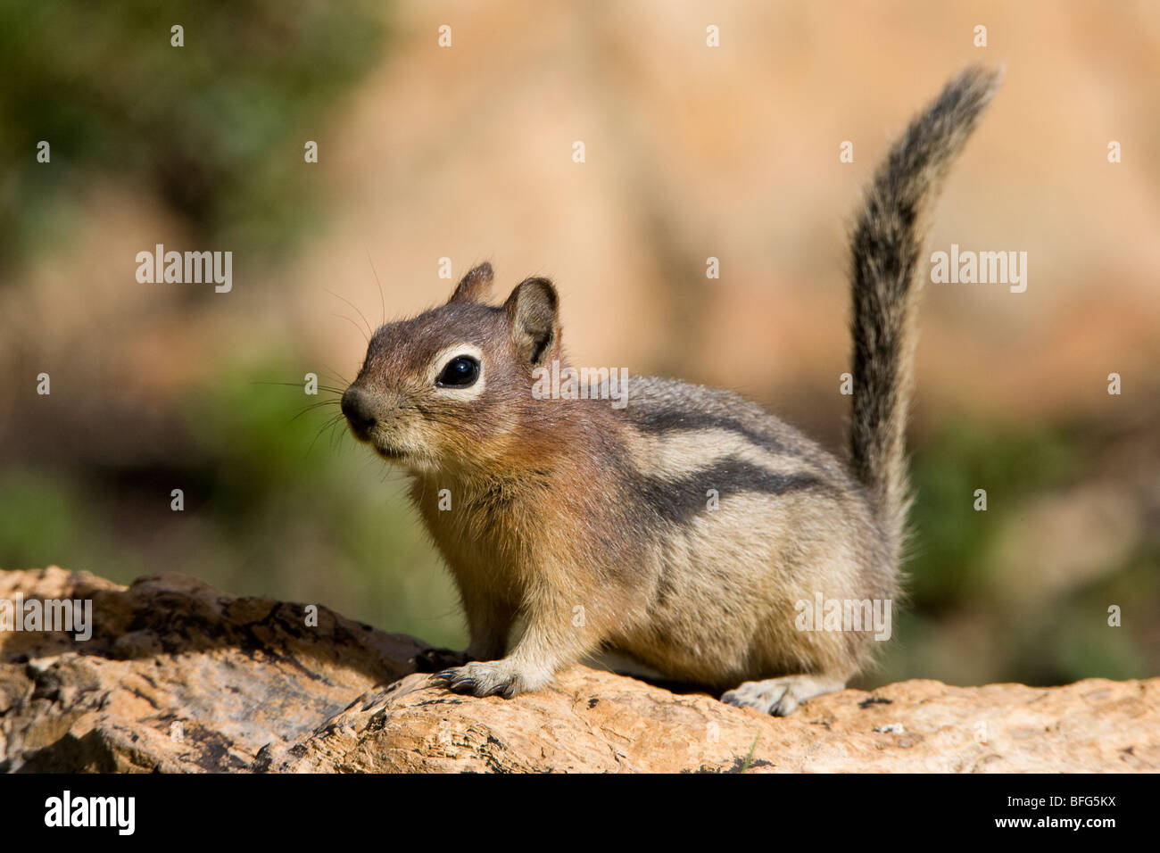 Golden Jaguaren Ziesel (Spermophilus Lateralis), versteckt mit Blick auf Lake Area, Glacier National Park, Montana, USA. Stockfoto