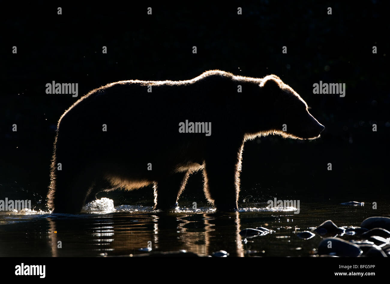 Hinterleuchtete Grizzlybär (Ursus Arctos Horribilis), Weiblich, Küsten Britisch-Kolumbien, Kanada. Stockfoto