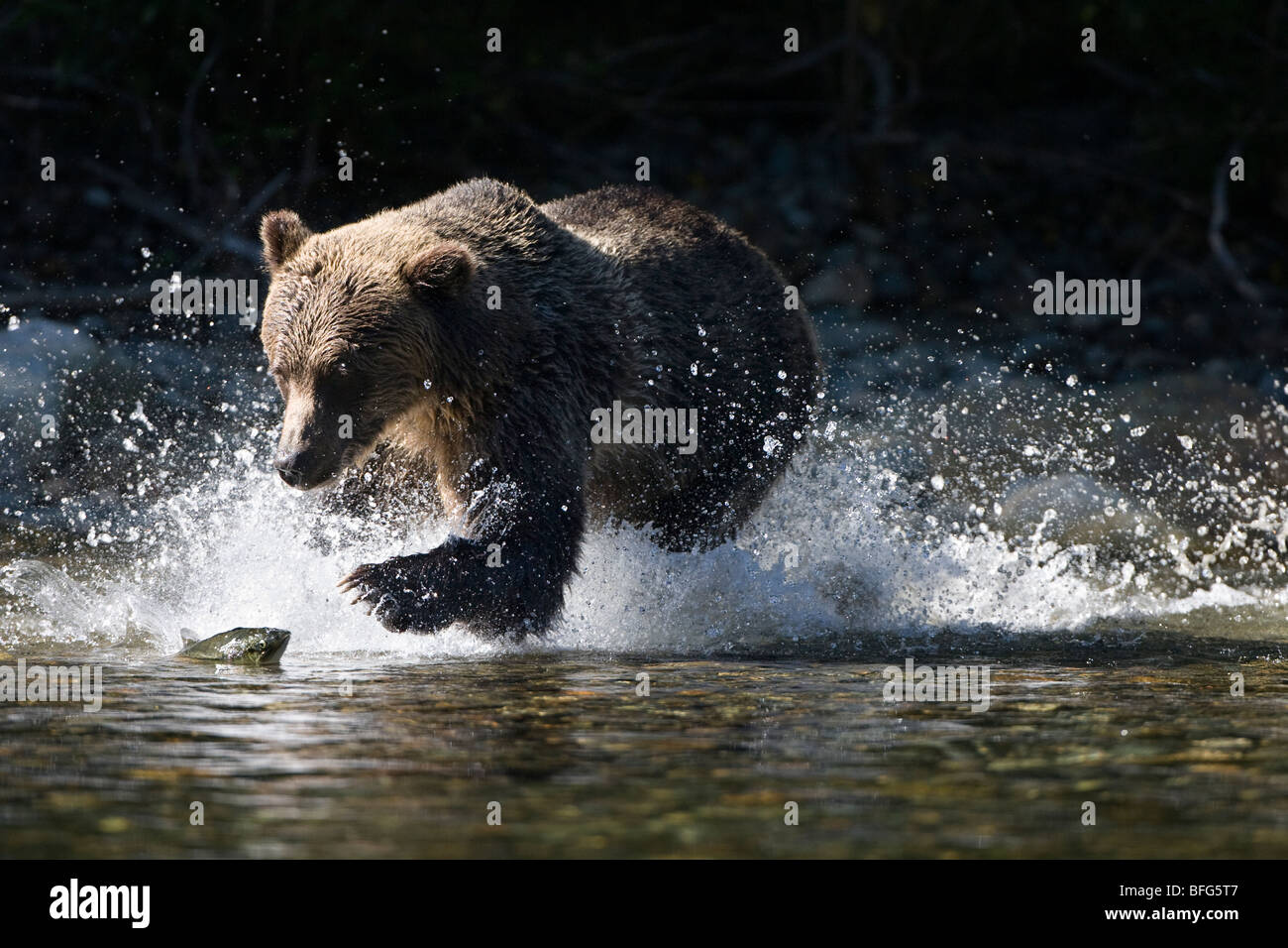 Grizzly Bär (Ursus Arctos Horribilis), Angeln auf Lachs (Oncorhynchus SP.), Küsten Britisch-Kolumbien, Kanada. Stockfoto
