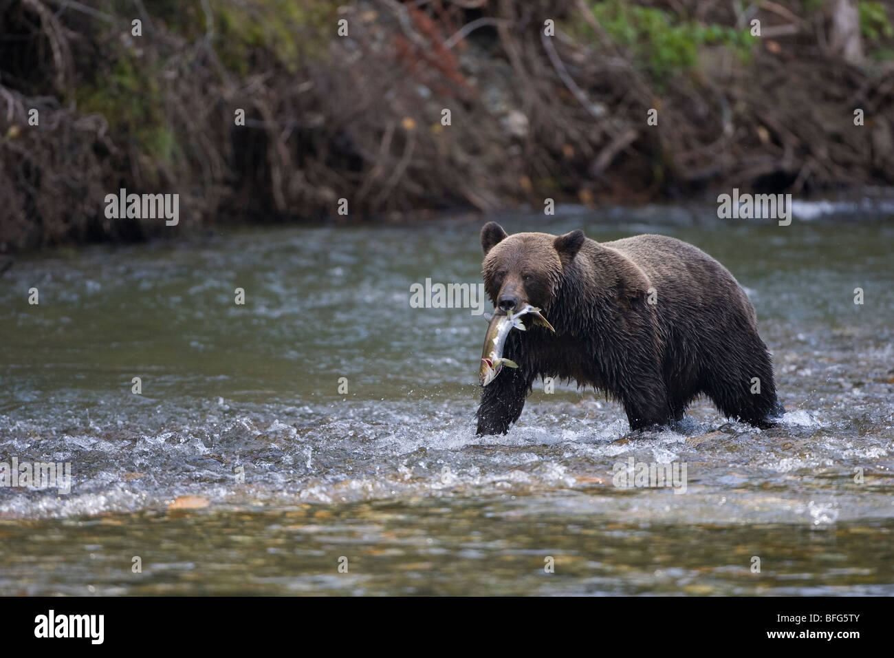 Grizzly Bär (Ursus Arctos Horribilis) weiblich mit frisch gefangen Buckellachs (Oncorhynchus Gorbuscha) Küsten Britisch-Kolumbien Stockfoto