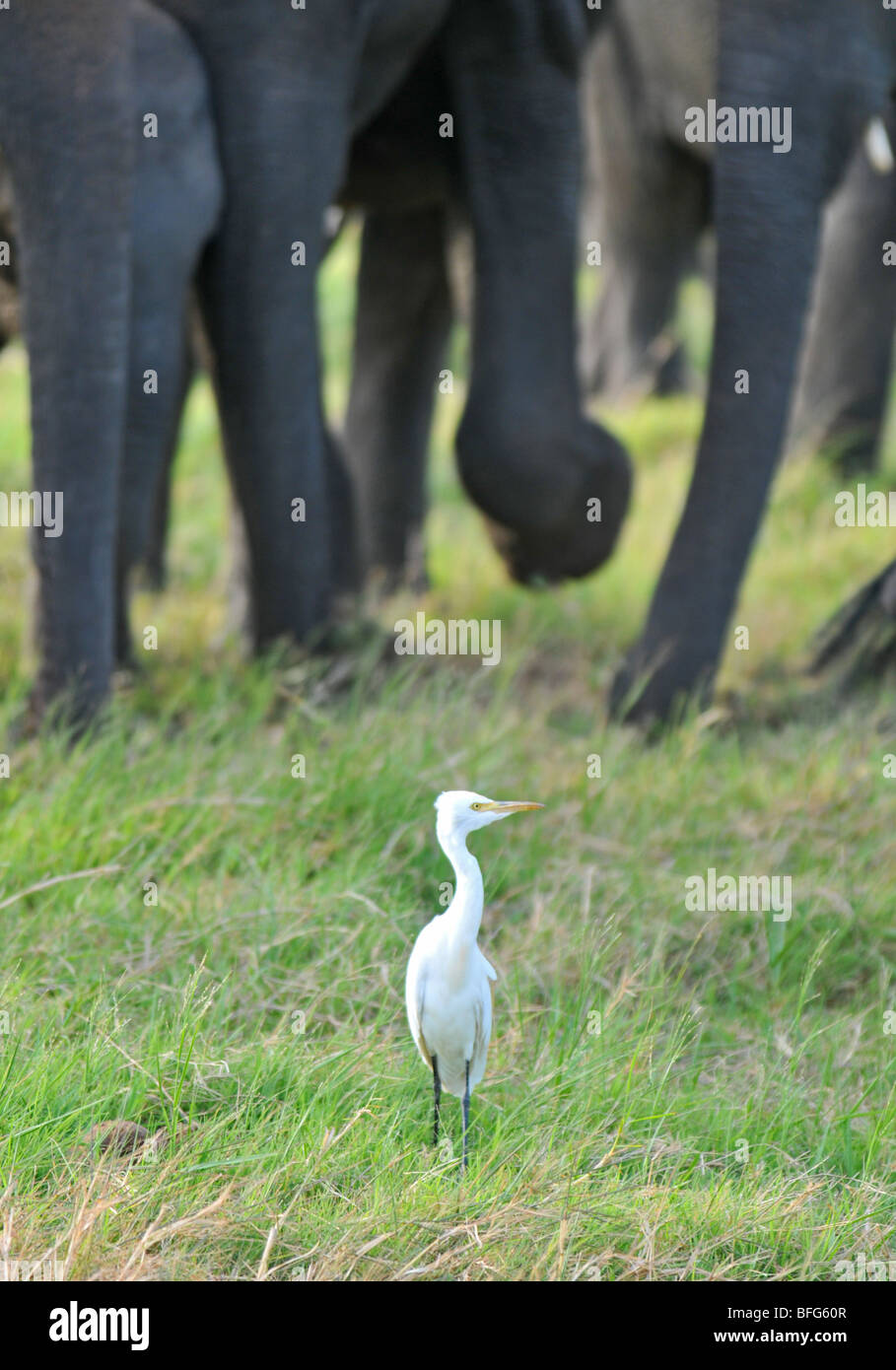 Reiher im Minneriya National Wildlife Park, Sri Lanka, Safari im Minneriya National Wildlife Park, Sri Lanka Stockfoto