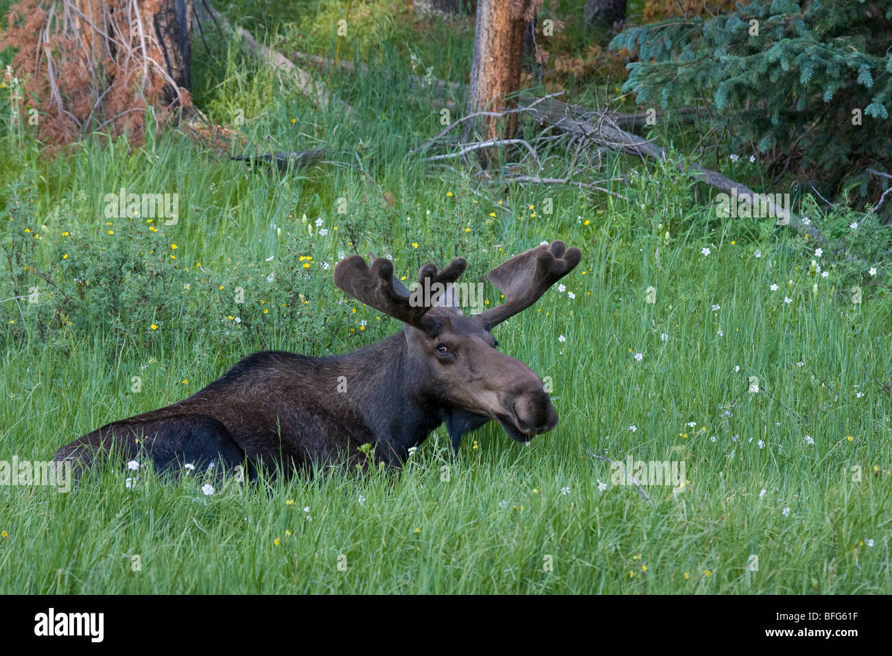 Stier Elch (Alces Alces), hinlegen, Rocky Mountain Nationalpark, Colorado, USA. Stockfoto