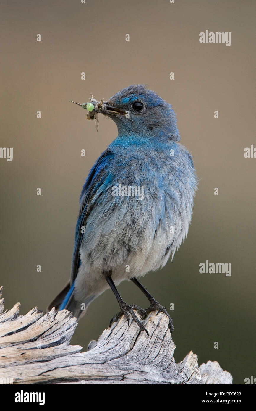 Mountain Bluebird (Sialia Currucoides), mit Beakful von Insekten auf Colorado Bristlecone Kiefer (Pinus Aristata), männliche Mount G Stockfoto