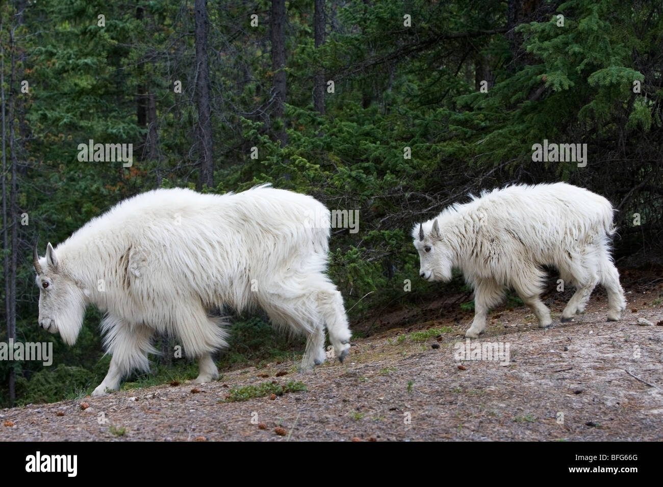Bergziege (Oreamnos Americanus), Kindermädchen Anad Jährling, Jasper Nationalpark, Alberta, Kanada. Stockfoto