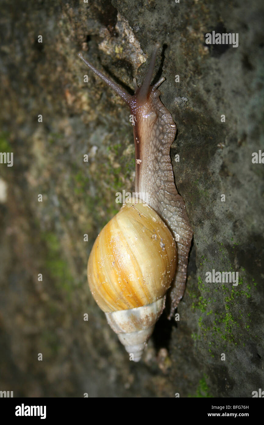 Riesigen ostafrikanischen Land Schnecke Achatina Fulica Hamilei F. Rodatzi, aufgenommen am Jambiani, Sansibar, Afrika Stockfoto