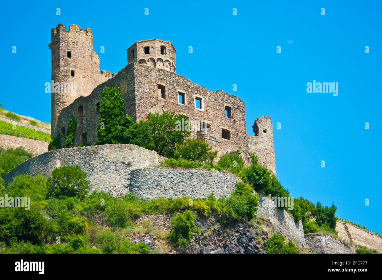 Historisches Schloss Burg Ehrenfels, umgeben von Weinbergen in der Nähe von Rüdesheim, Assmannshausen, Rhein Stockfoto