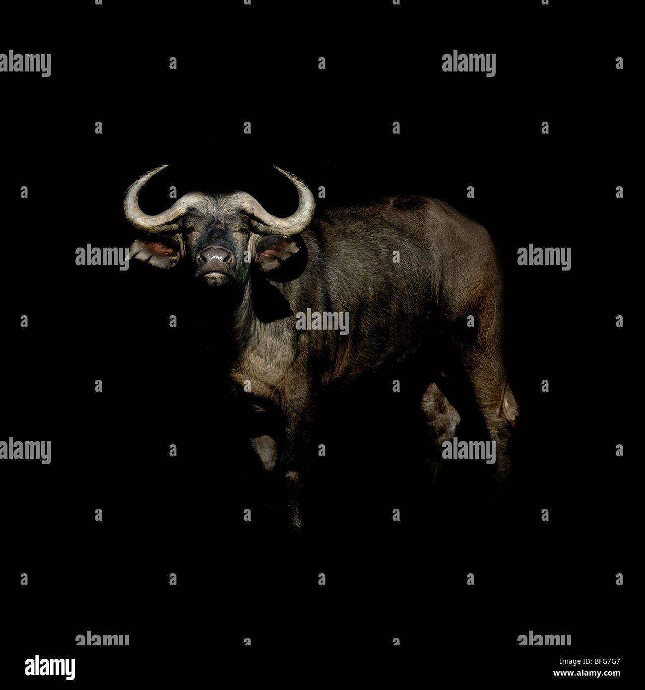 Büffel auf schwarzem Hintergrund Stockfoto