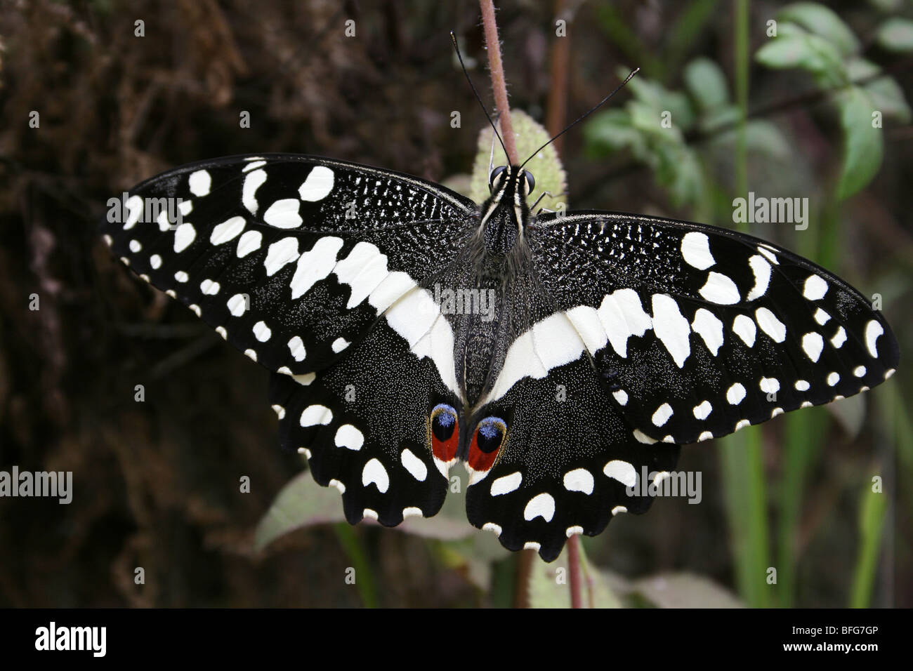 Zitrus Schwalbenschwanz Papilio Demodocus genommen In Nkuu Ndoo Village, Ausläufern des Kilimanjaro, Tansania Stockfoto