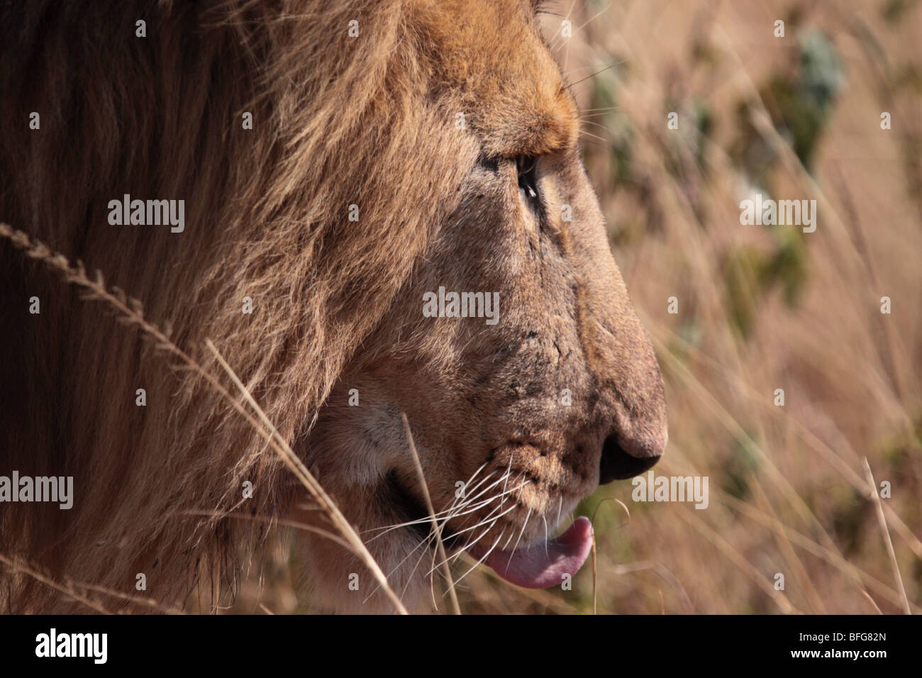 Nahaufnahme des männlichen afrikanischen Löwen Panthera Leo in Masai Mara Kenia Stockfoto