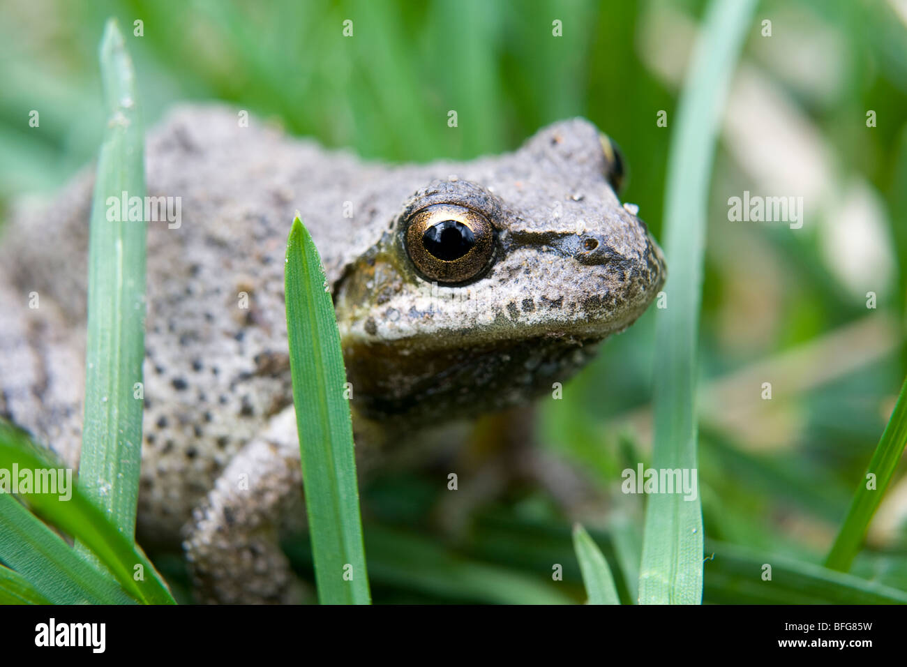 Western-Kröte (Bufo Boreas) im Rasen Stockfoto