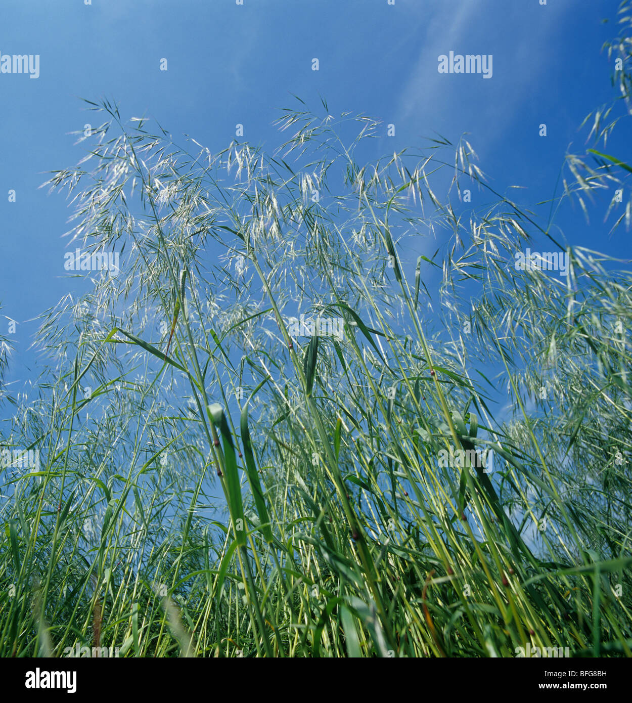 Hängenden Brome (Bromus Sterilis) blühen Gräser vor blauem Himmel Stockfoto