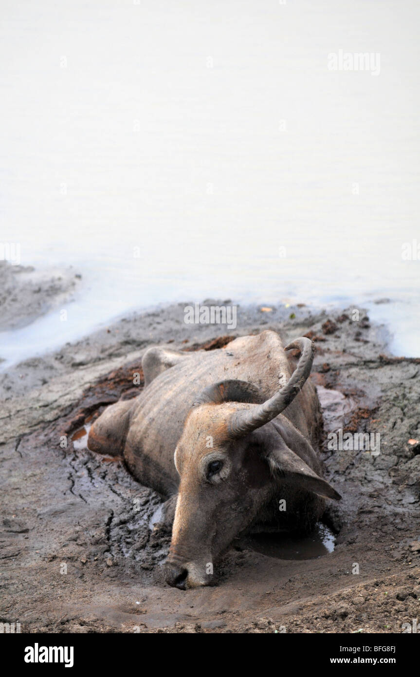 Büffel (Bubalus Arnee) Bubalus beispielsweise, Yala-Nationalpark, Sri Lanka, Buffalo stecken im Schlamm, Yala-Nationalpark, Sri Lanka Stockfoto