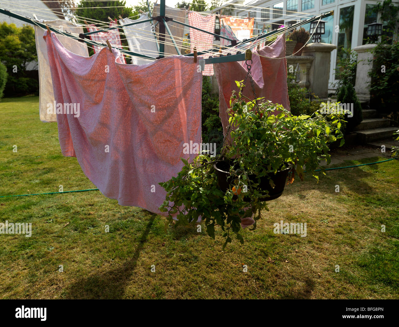 Hängenden Korb mit Tomaten hängt eine Wäscheleine im Garten Surrey Stockfoto
