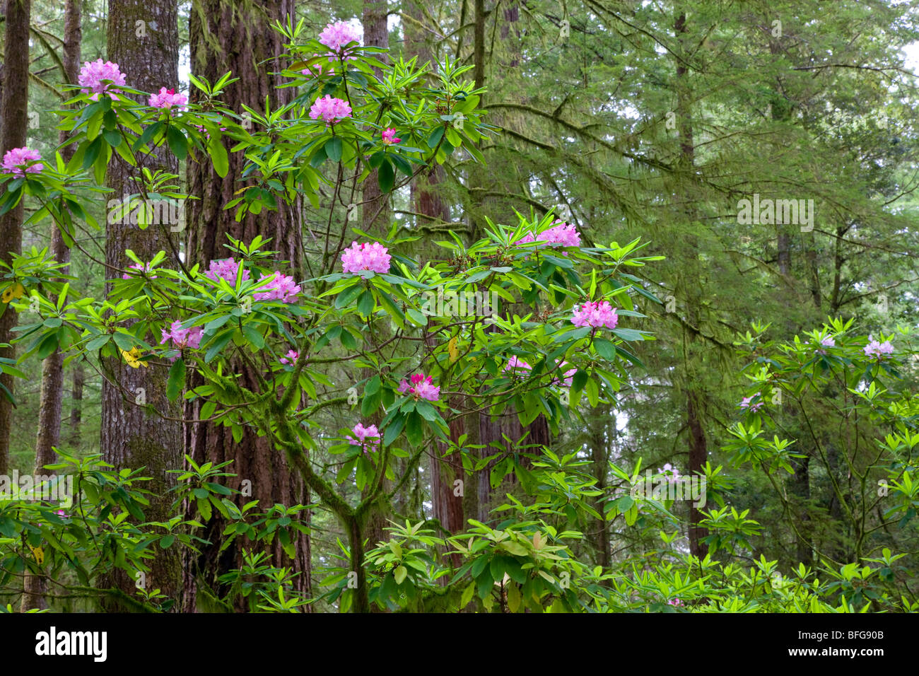 Rhododendren blühen in der Stout Grove – Jedediah Smith Redwoods State Park. Stockfoto