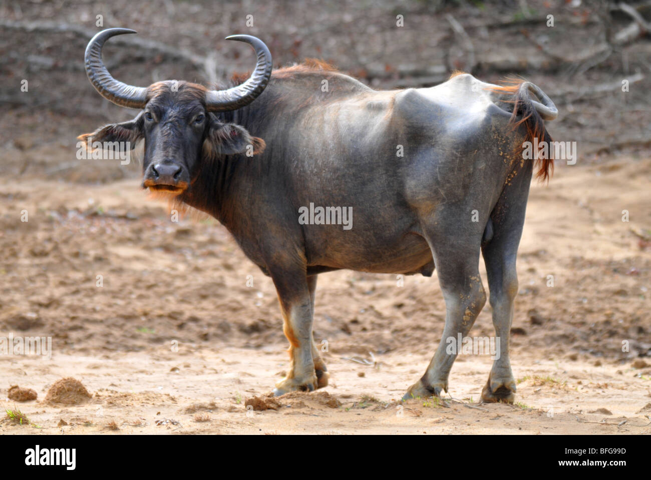 Büffel (Bubalus Arnee) Bubalus beispielsweise, Yala-Nationalpark, Sri Lanka Stockfoto