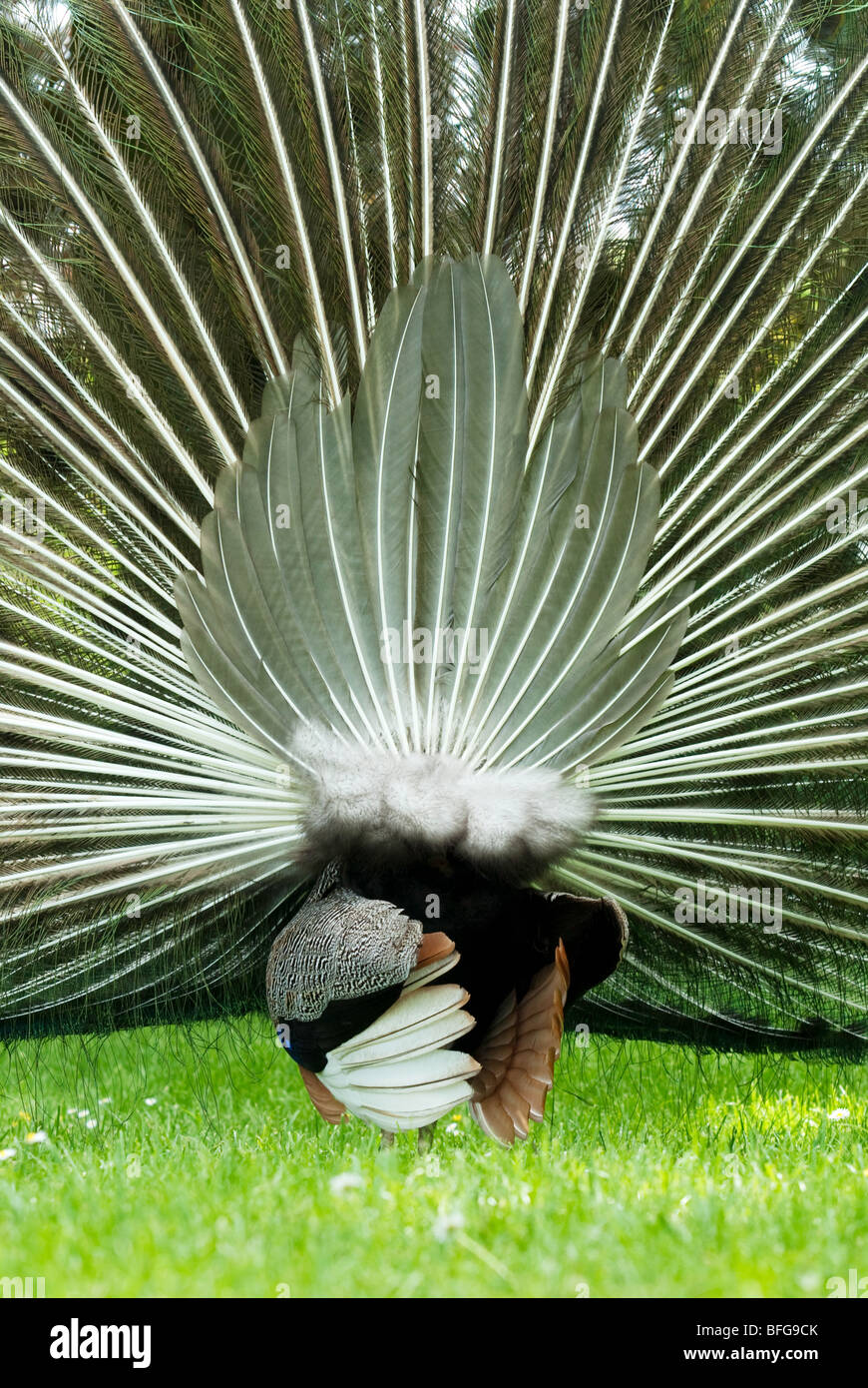 Hinterbeine Blick auf indische blaue Pfau Stockfoto