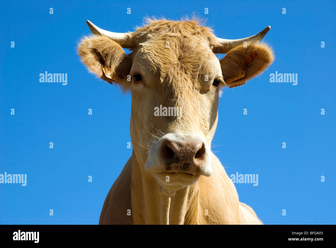 Blonde d ' Aquitaine-Kuh Blick in die Kamera Stockfoto