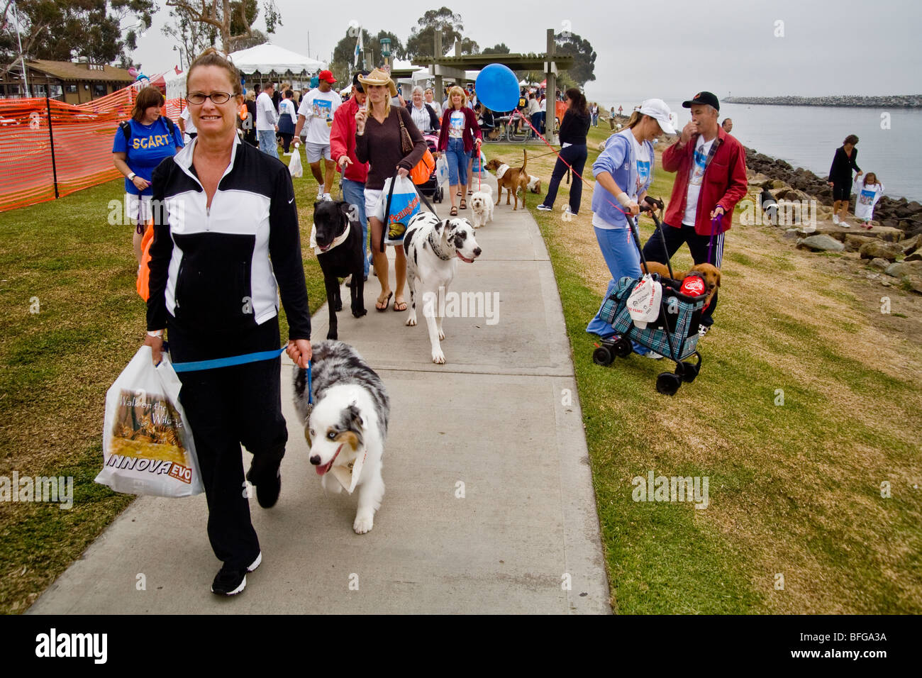Hund Besitzer vieler Alter Parade mit ihren Haustieren an einem Wochenende "Wag-A-Thon" in Dana Point, Kalifornien. Stockfoto