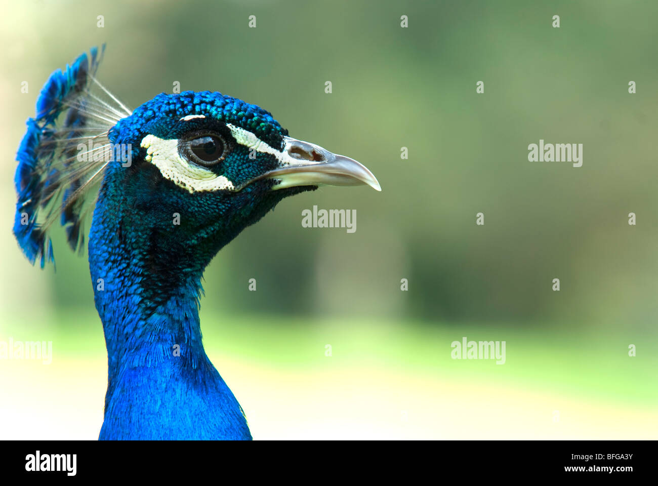 Seite Ansicht Bildniss eines indischen Pfau Stockfoto