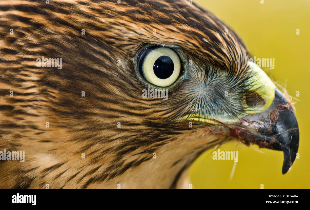 Nahaufnahme eines Raubvogels eine Kreuzung zwischen einem Sperber und ein afrikanischer schwarzer Sperber. Stockfoto