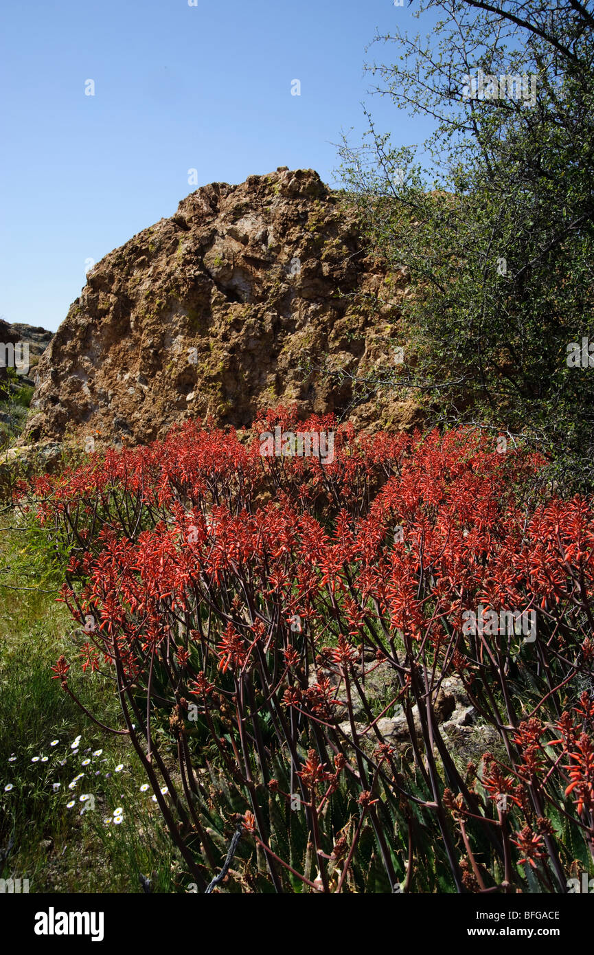 Arizona Wildblumen im Frühling. Genommen in Zentral-Arizona in den Hügeln des Tonto National forest Stockfoto