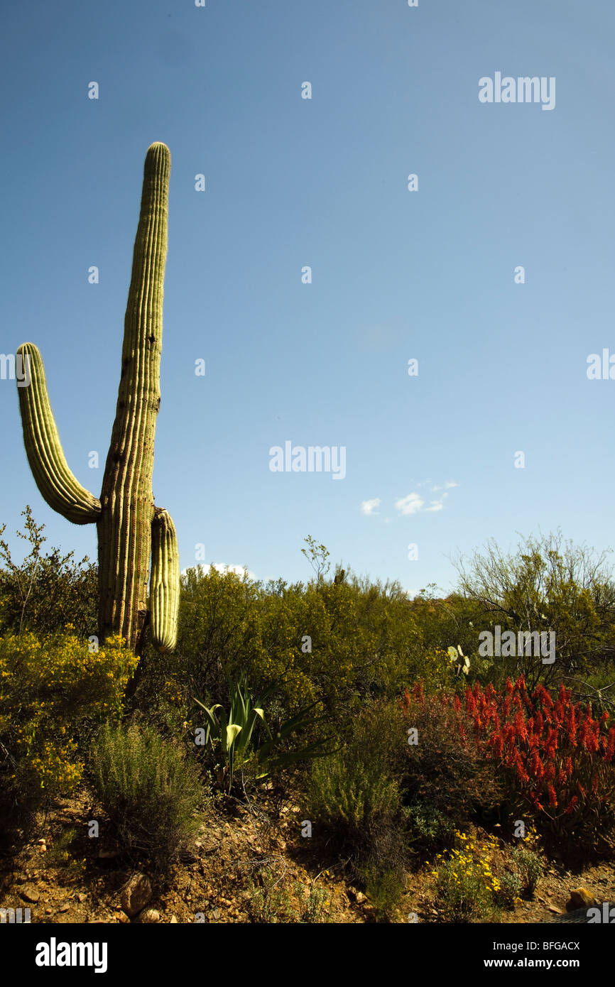 Arizona Wildblumen im Frühling. Genommen in Zentral-Arizona in den Hügeln des Tonto National forest Stockfoto