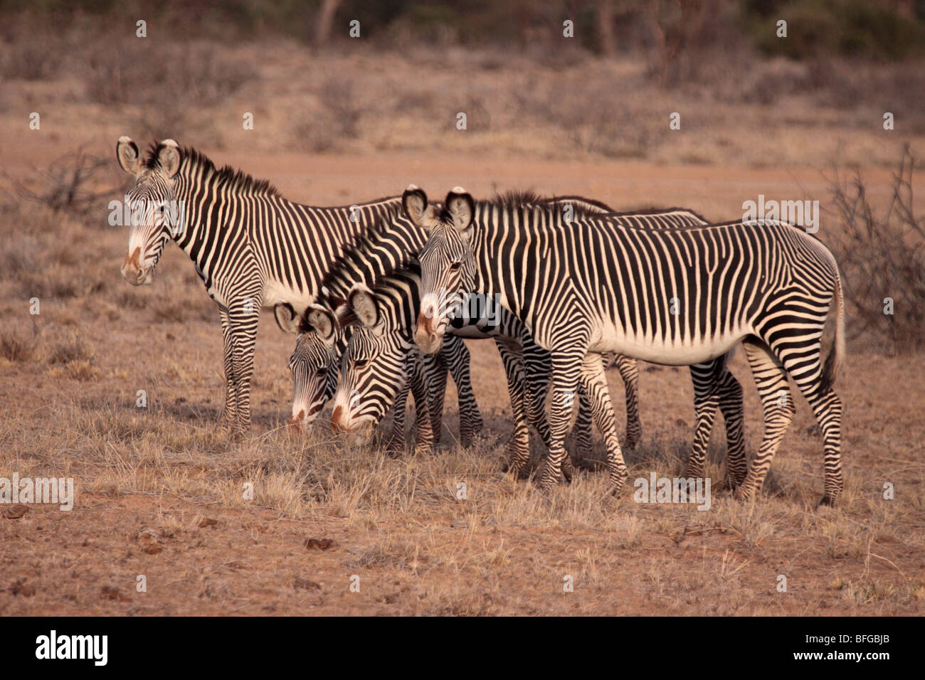Gruppe von Grevy Zebras Stockfoto