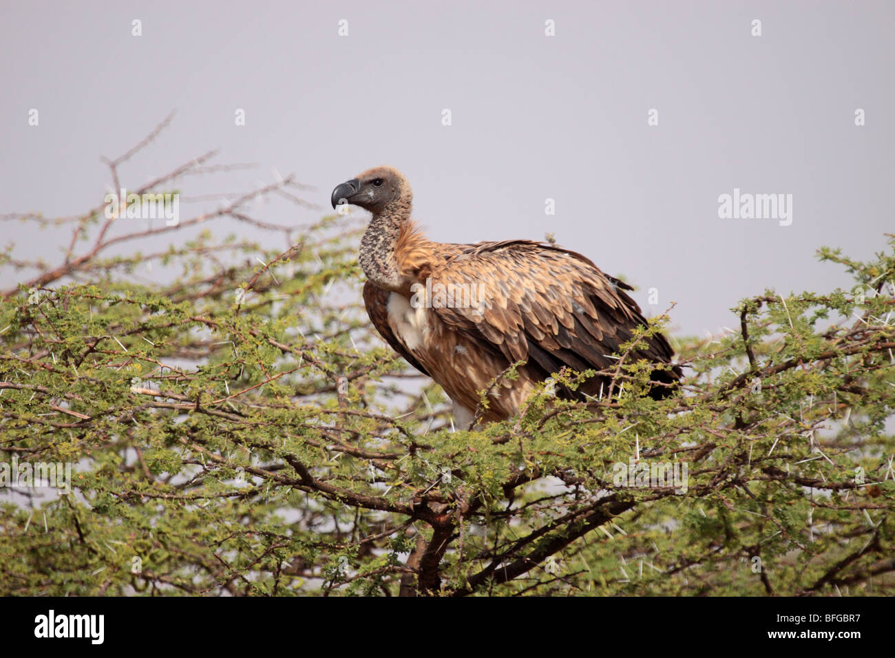 Afrikanische Weißrückenspecht Geier hocken Stockfoto