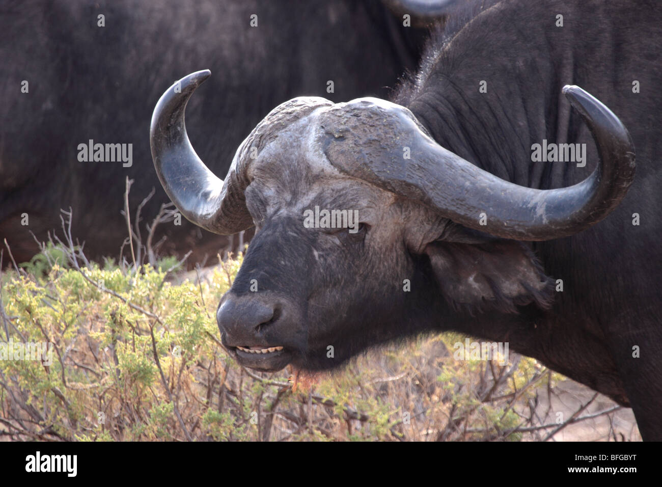 Kaffernbüffel Stockfoto