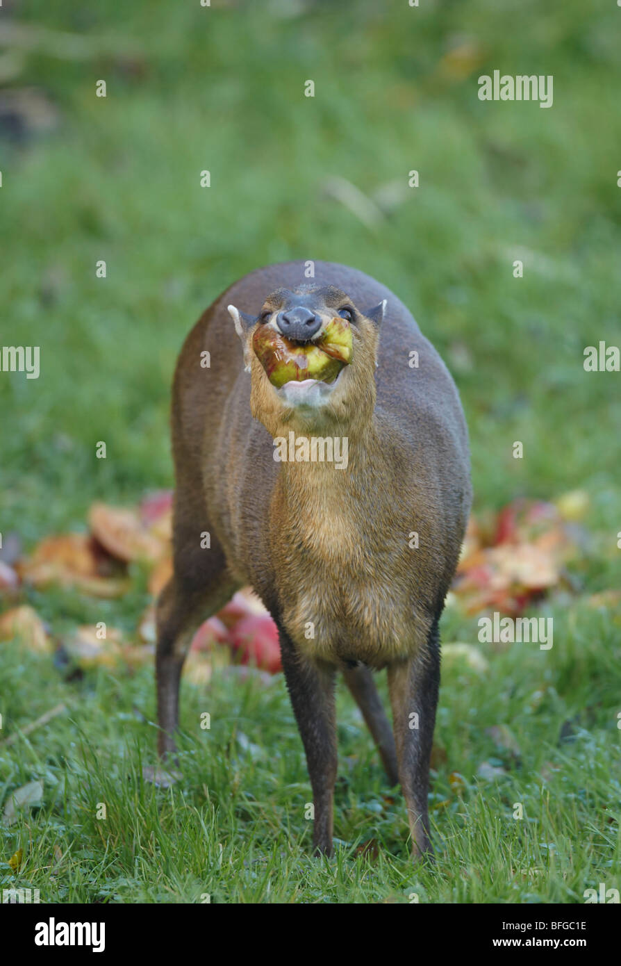 Muntjak auch genannt Barking Deer Verzehr von Äpfeln in Oxfordshire Garten im Herbst Stockfoto