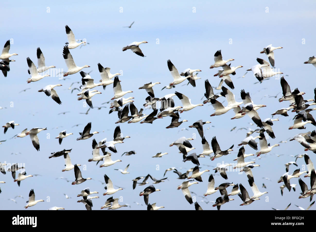 Eine große Herde von geringerem Schneegänse und blauen Gänse im Flug Stockfoto