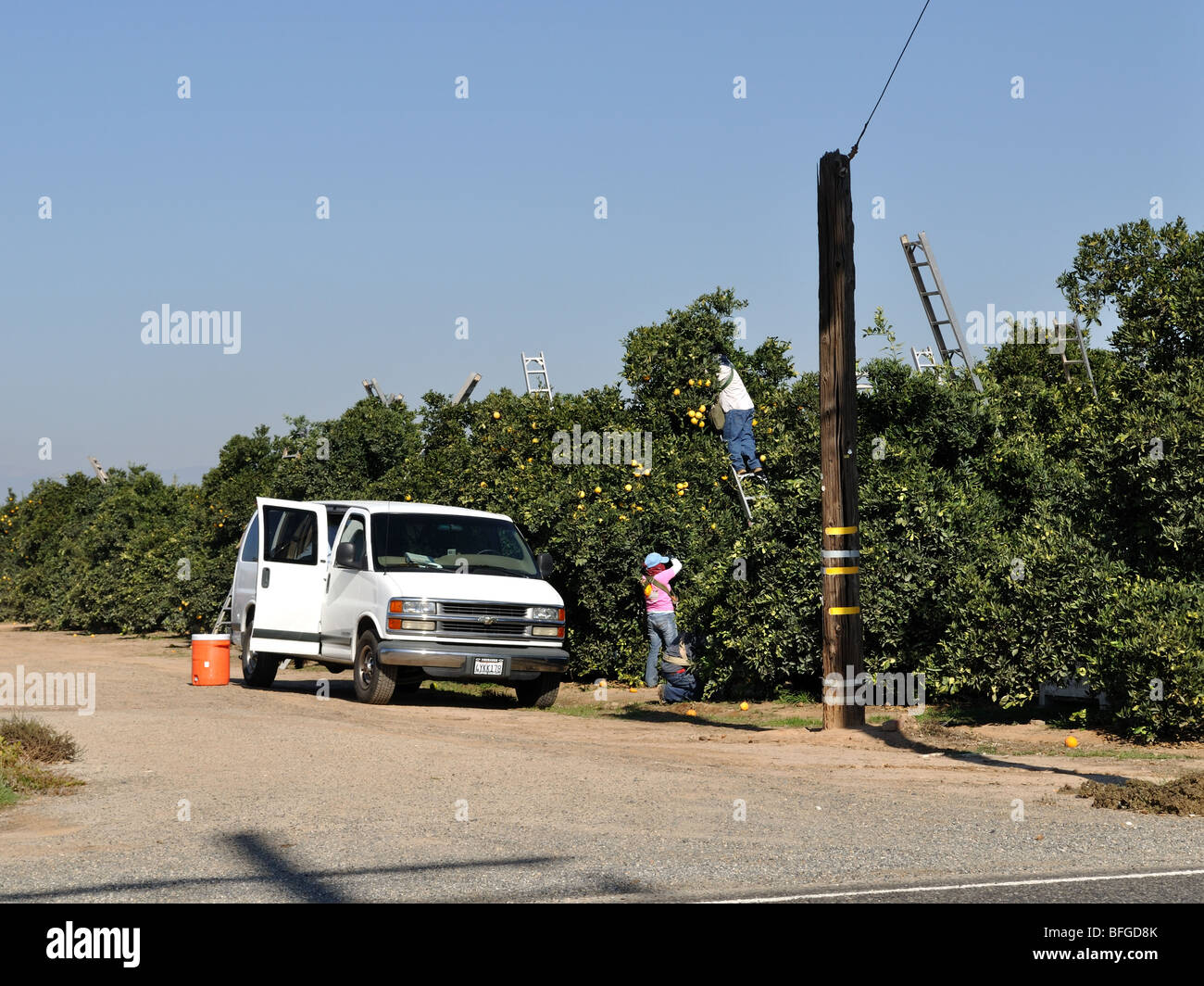 Ernte von Orangen, Central Valley von Kalifornien, Fresno County CA USA Stockfoto