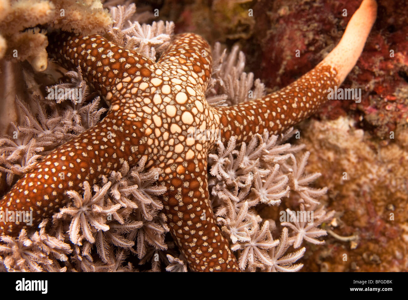 Seestern (Celernia Heffernani), Lembeh Strait, Nord-Sulawesi, Indonesien Stockfoto