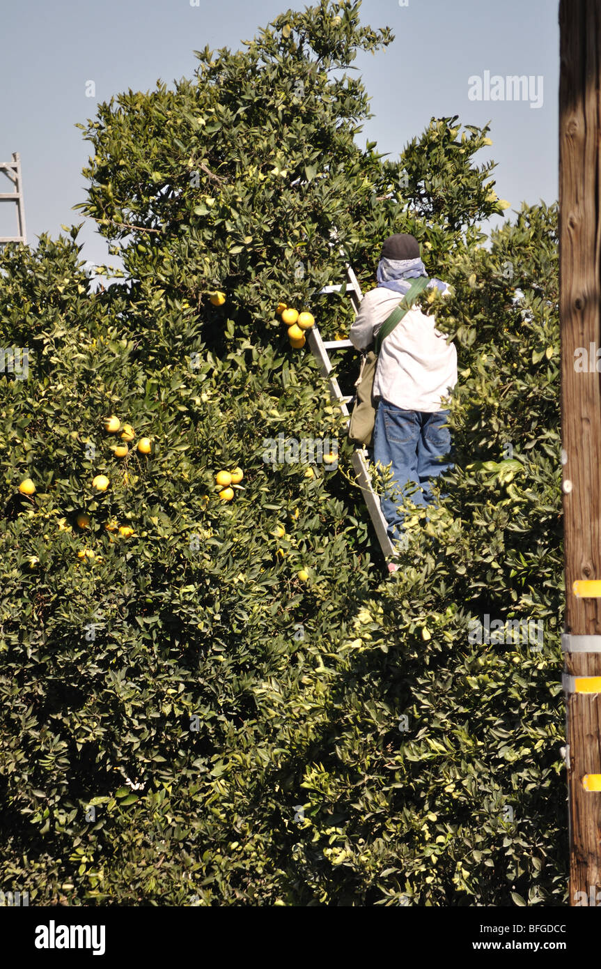 Ernte von Orangen, Central Valley von Kalifornien, Fresno County CA USA Stockfoto