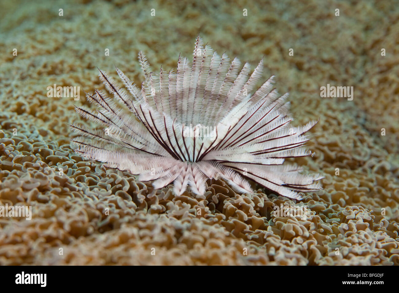 Staubwedel Wurm, Lembeh Strait, Nord-Sulawesi, Indonesien Stockfoto