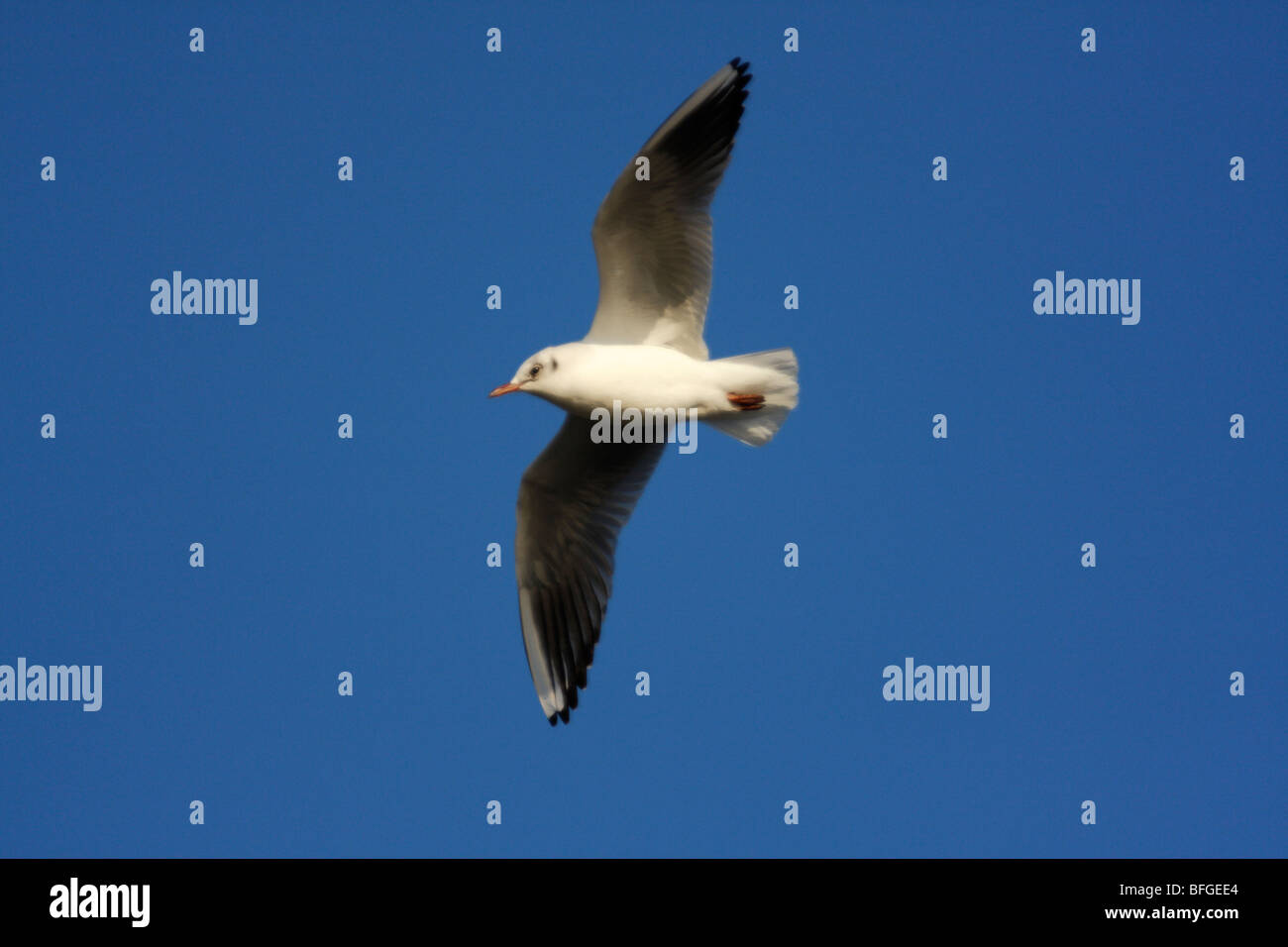 BLACK-HEADED GULL Larus Ridibundus, im Flug Stockfoto