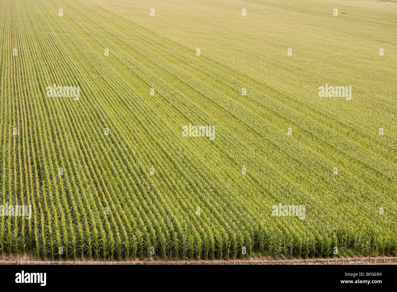 Luftaufnahme von einem amerikanischen Mais Maisfeld mit Bewässerung im Sommer. North Platte, Nebraska, Great Plains, USA uns Stockfoto