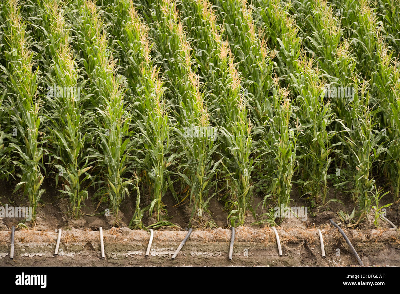 Luftaufnahme von einem amerikanischen Mais Maisfeld mit Bewässerung im Sommer. North Platte, Nebraska, NE US USA. Stockfoto