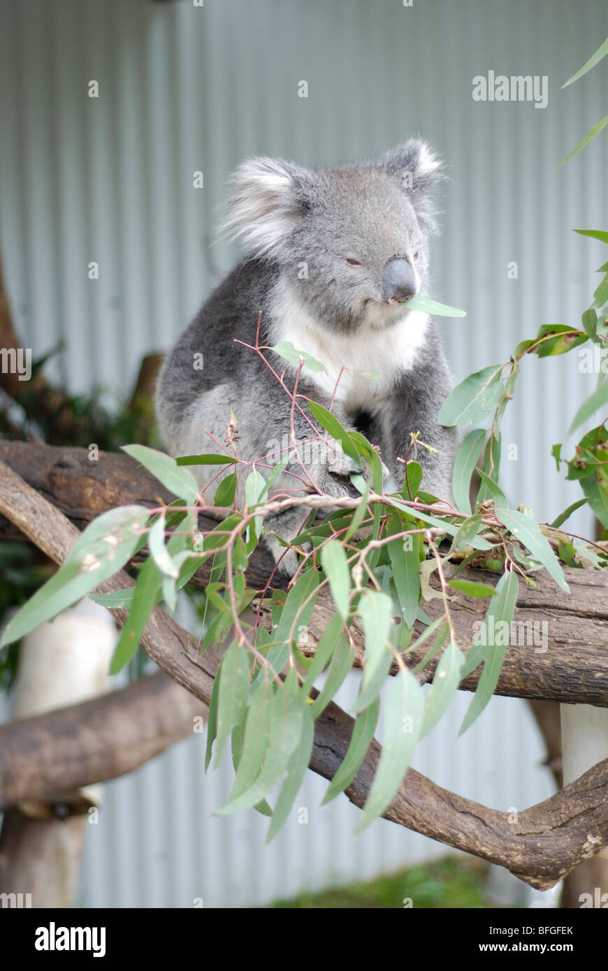 Koala Essen Eukalyptus Blätter am Flügel Wildlife Park, Tasmanien. Stockfoto
