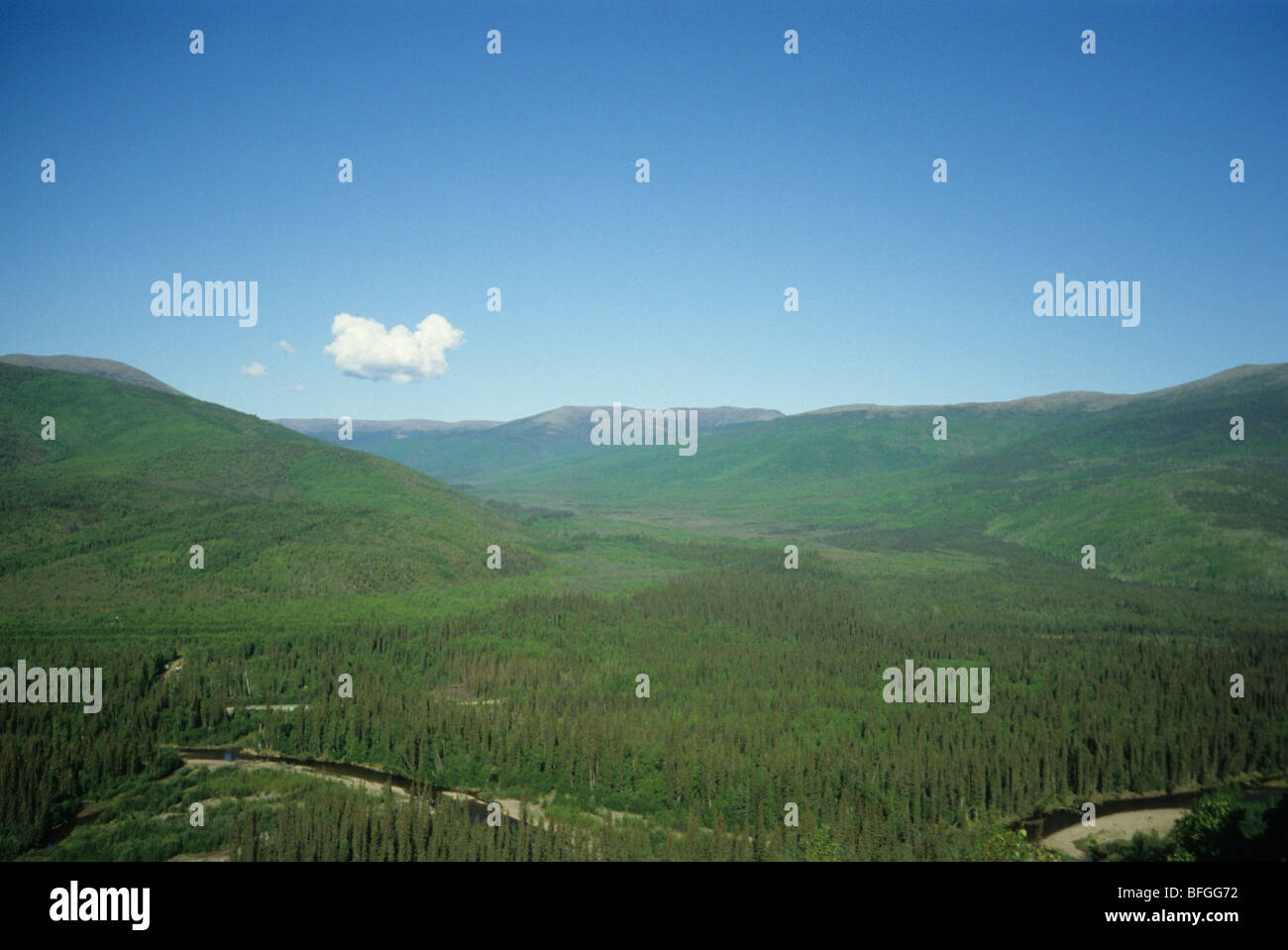 Der Wald rund um Chena River, Alaska. Stockfoto