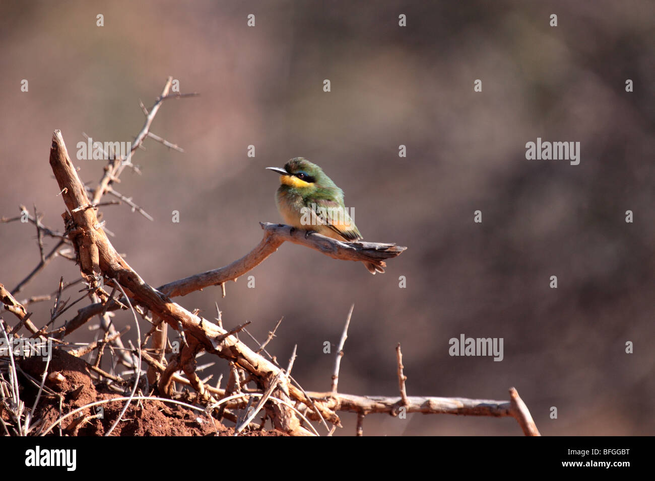 Kleine Bienenfresser Stockfoto