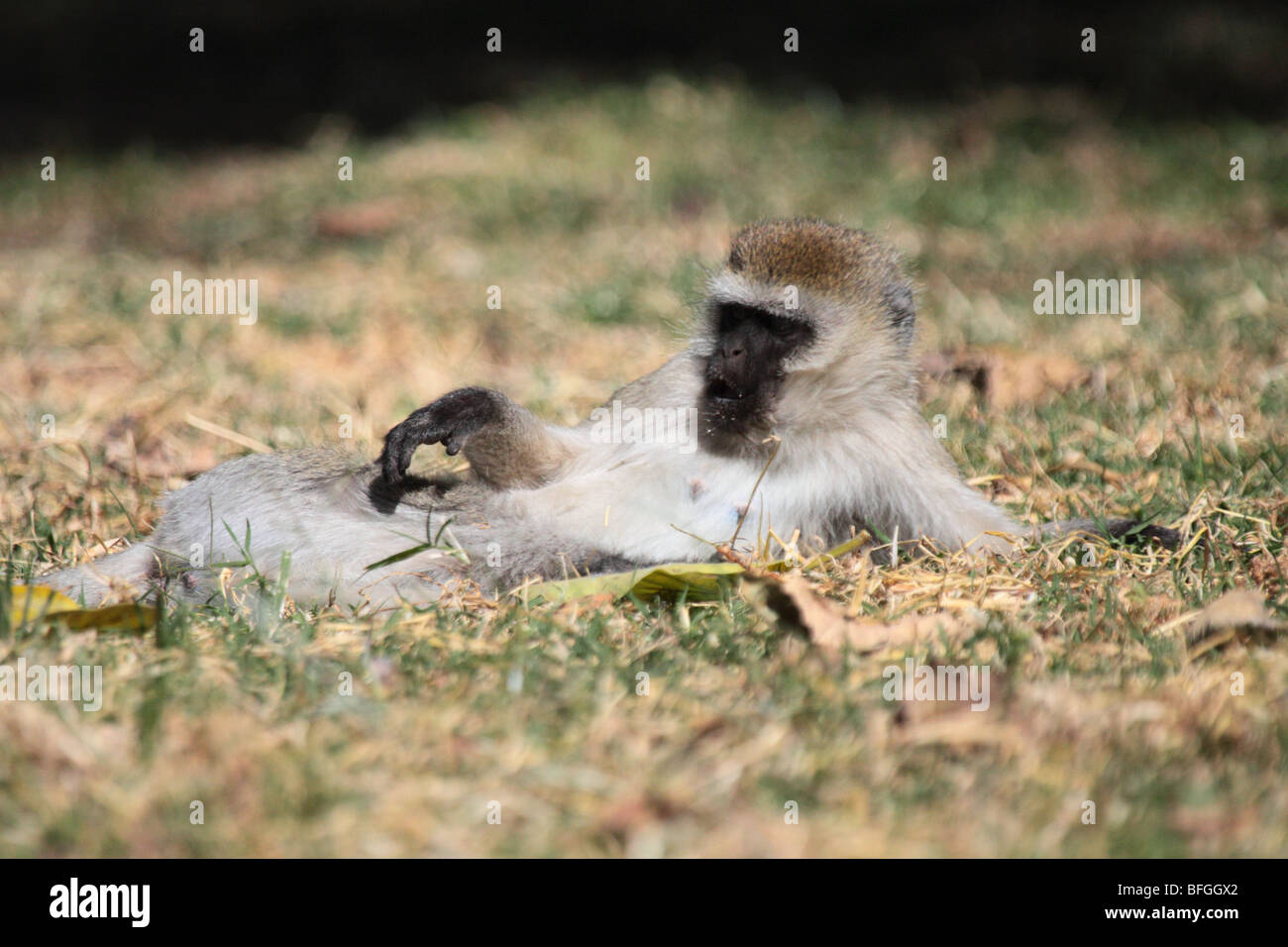 Vervet Affen entspannend Stockfoto