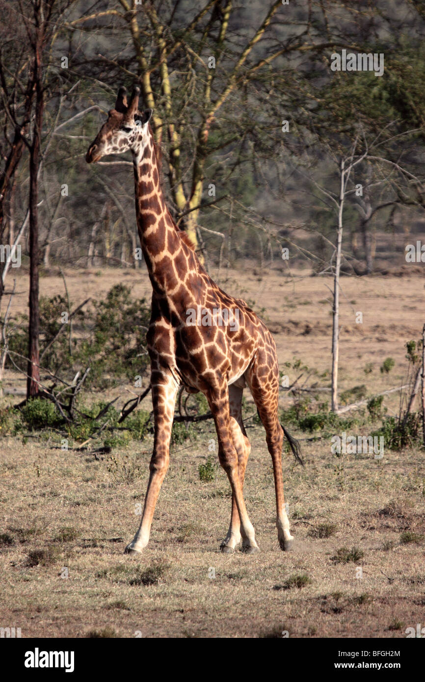Rothschild giraffe Stockfoto