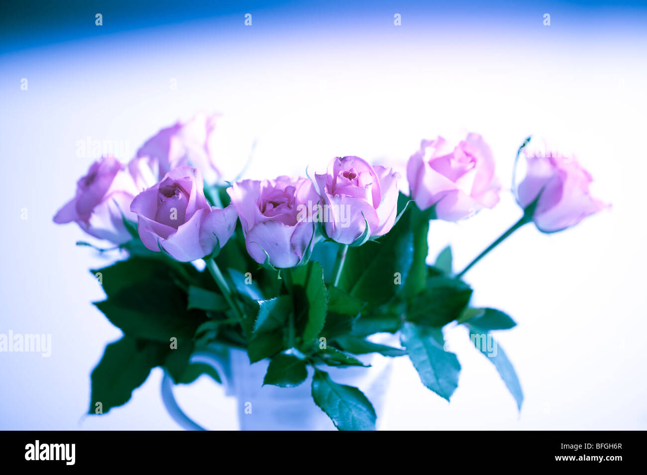 Rosa Rosen in abstrakten vor weißem Hintergrund für Karte Stockfoto