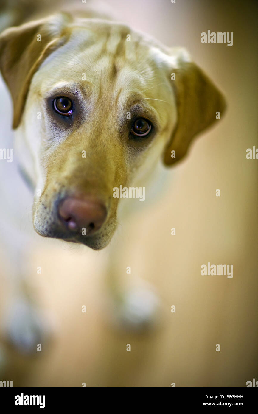 Gelbe Labrador Retriever blickte in die Kamera, Winnipeg, Manitoba, Kanada Stockfoto