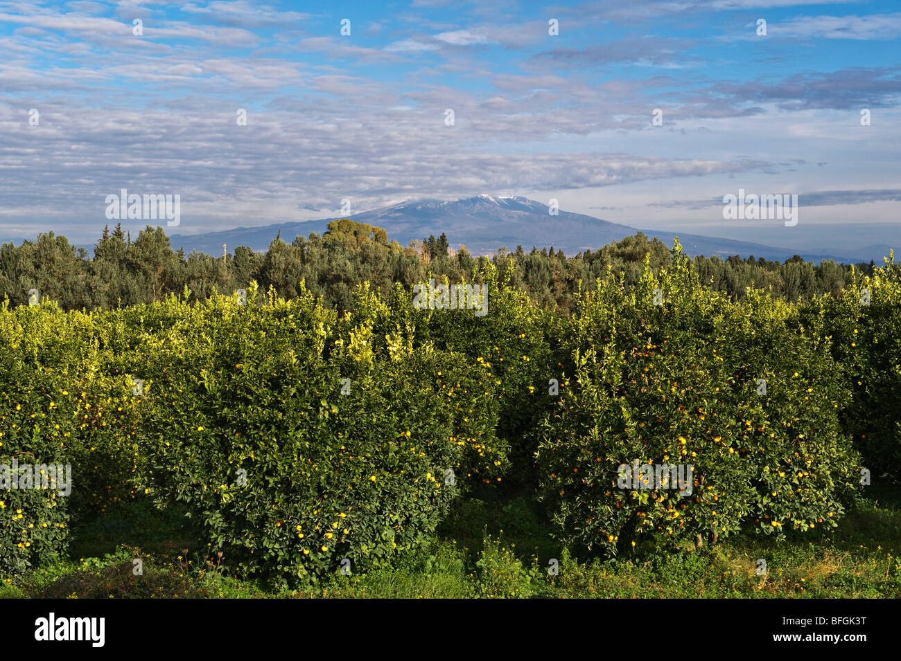 Orangenhaine in Sizilien, Italien, mit dem Vulkan Ätna im Hintergrund Stockfoto