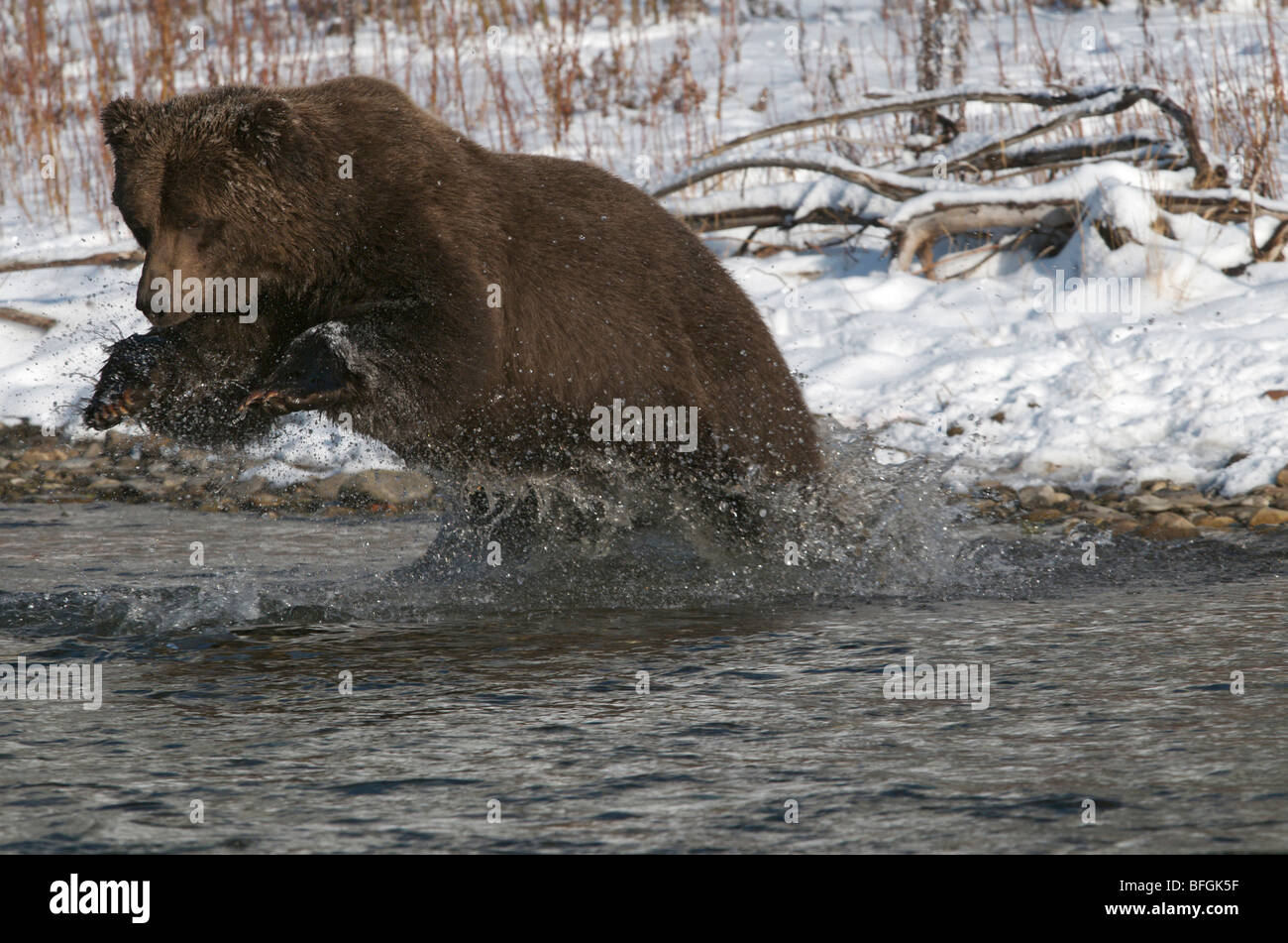 Grizzly Bear springen nach Chum Salmon (Ursus Arctos) in Fishing Branch River Ni'iinlii Njik ökologische Reserve Yukon Territory Stockfoto